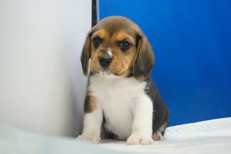 2025年11月01日生まれのビーグルの男の子３