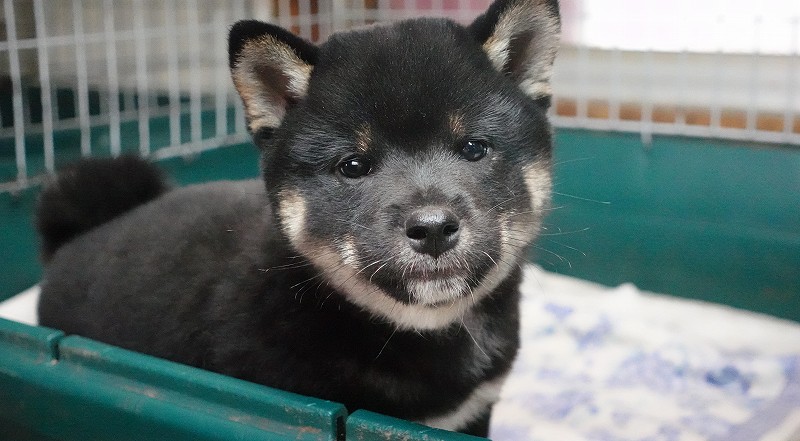 2025年07月24日生まれ柴犬黒の男の子。
