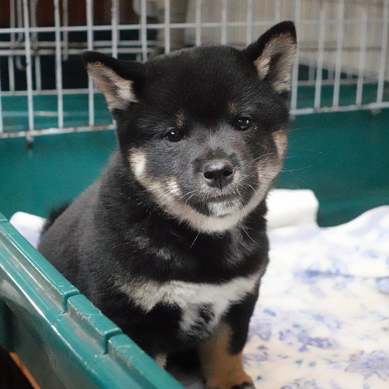 2025年07月24日生まれ柴犬黒の男の子。