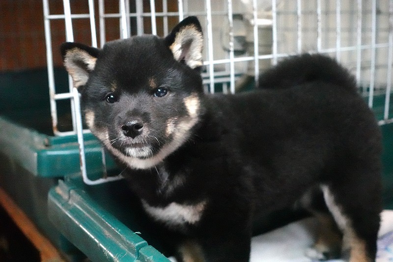 2025年07月24日生まれ柴犬黒の男の子。