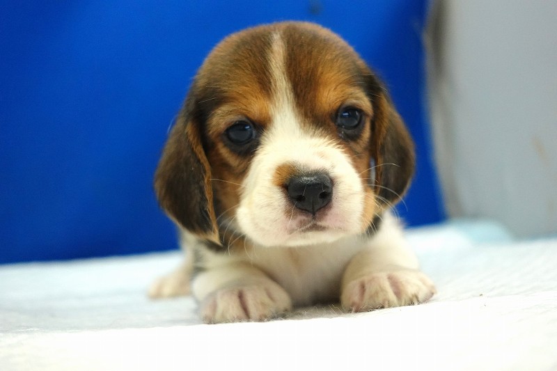 2024年10月21日生まれのビーグルの女の子１。