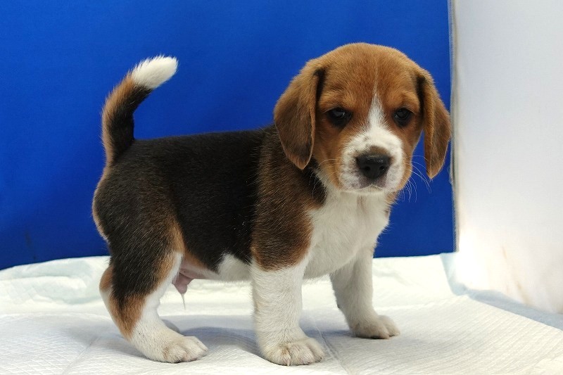 2025年11月01日生まれのビーグルの男の子
