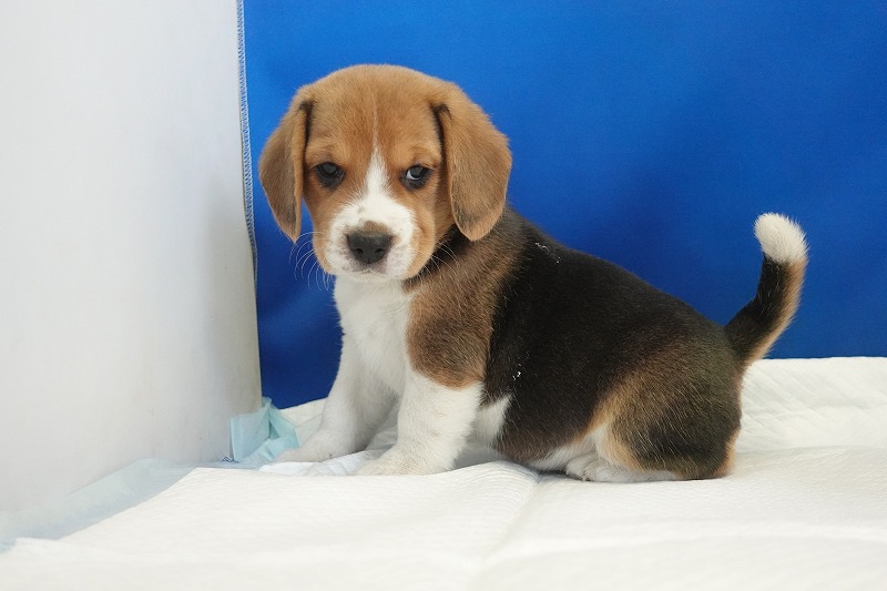 2025年11月01日生まれのビーグルの男の子