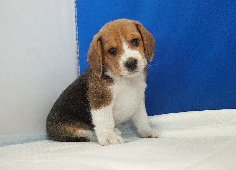 2025年11月01日生まれのビーグルの男の子
