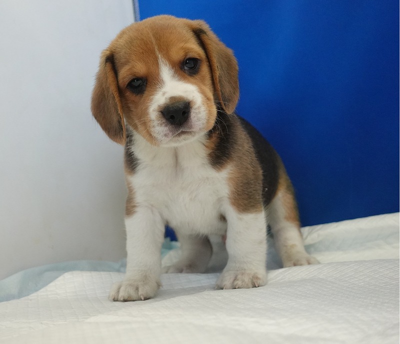2025年11月01日生まれのビーグルの男の子