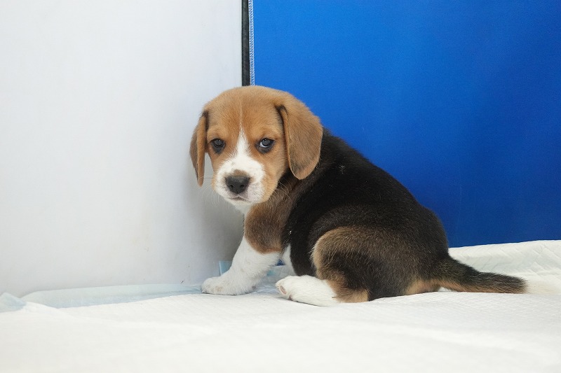 2025年11月01日生まれのビーグルの男の子