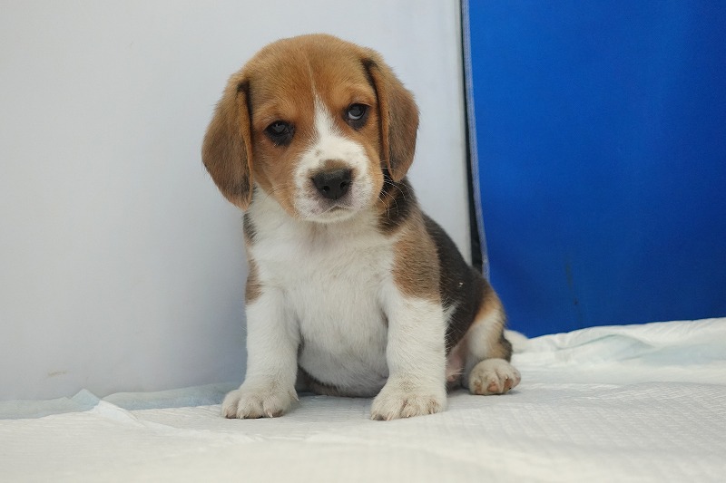 2025年11月01日生まれのビーグルの男の子