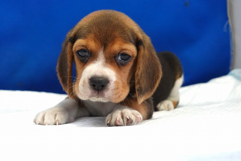 2025年08月05日生まれのビーグルの女の子。