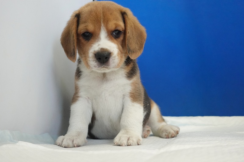 2025年11月01日生まれのビーグルの男の子