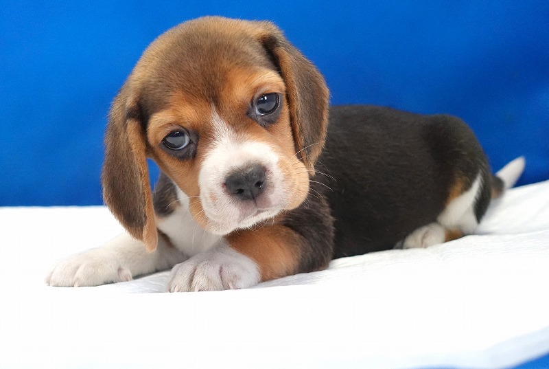 2025年08月05日生まれのビーグルの女の子。