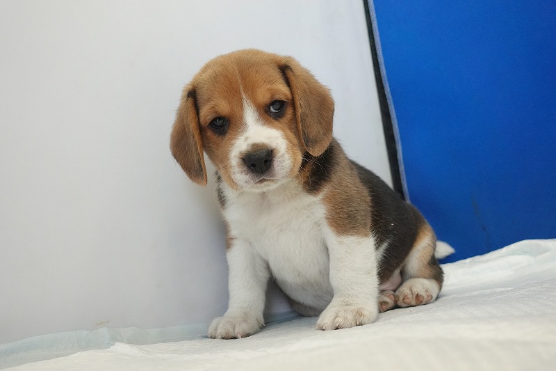 2025年11月01日生まれのビーグルの男の子