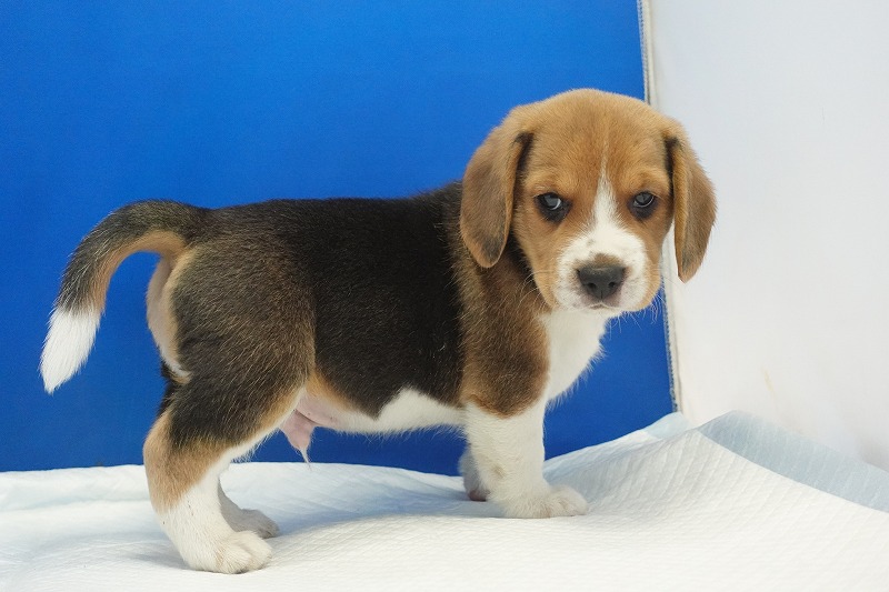 2025年11月01日生まれのビーグルの男の子