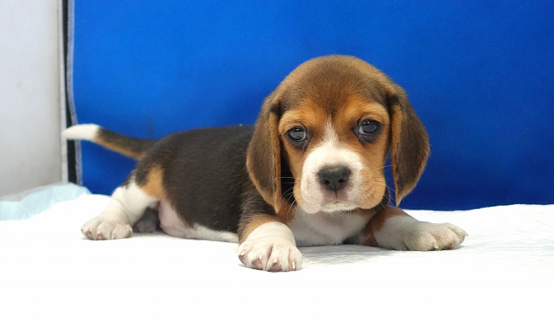 2025年08月05日生まれのビーグルの女の子。
