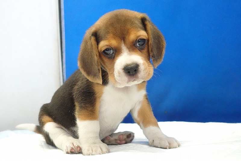 2025年08月05日生まれのビーグルの女の子。