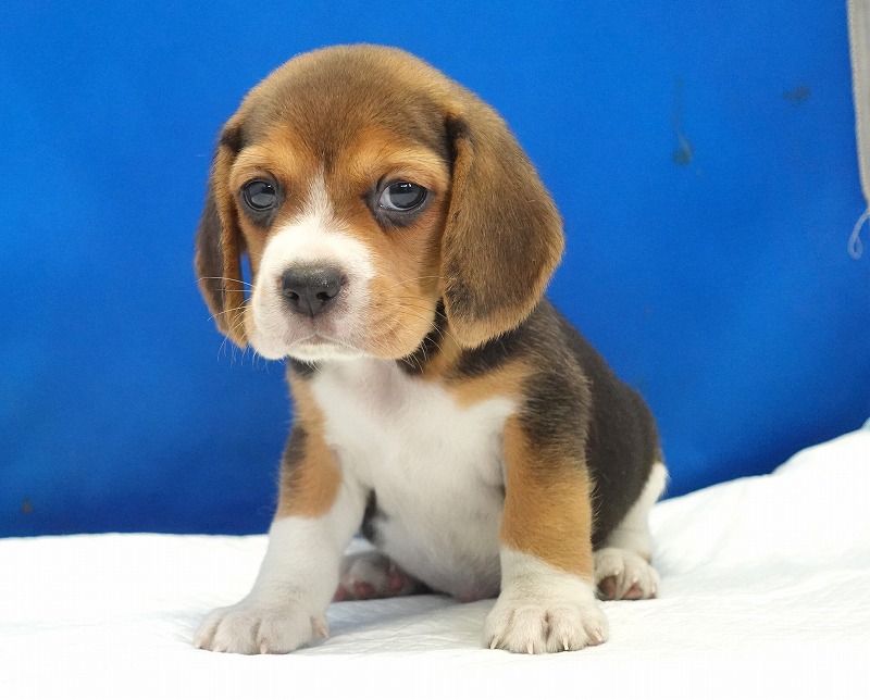 2025年08月05日生まれのビーグルの女の子。