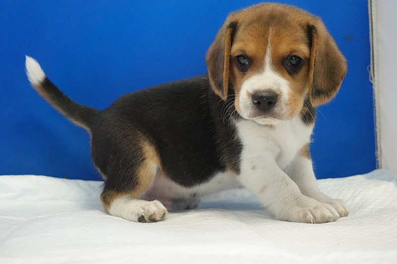2025年11月01日生まれのビーグルの男の子２