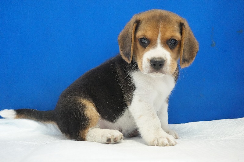 2025年11月01日生まれのビーグルの男の子２