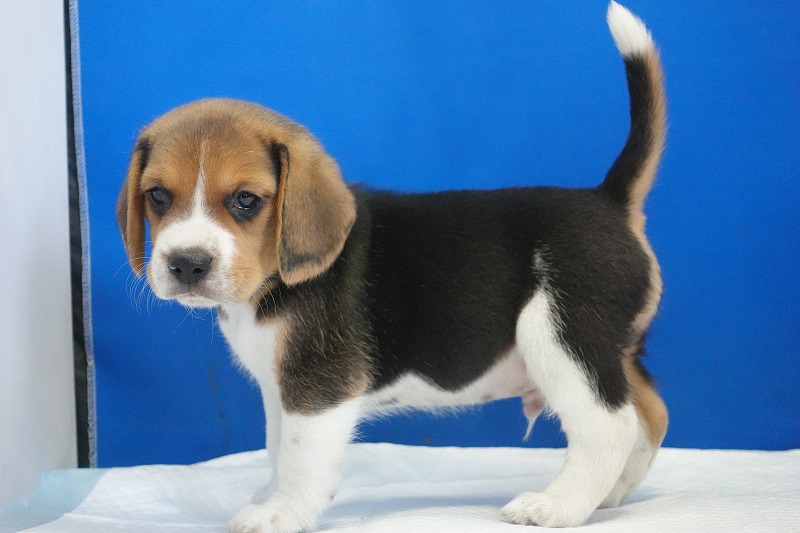 2025年11月01日生まれのビーグルの男の子２