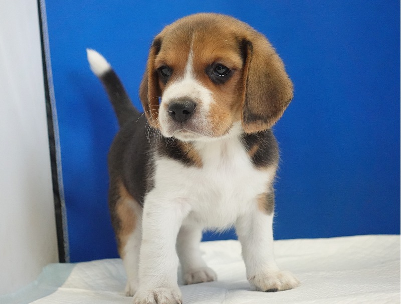 2025年11月01日生まれのビーグルの男の子２