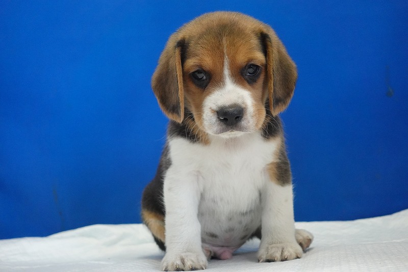 2025年11月01日生まれのビーグルの男の子２
