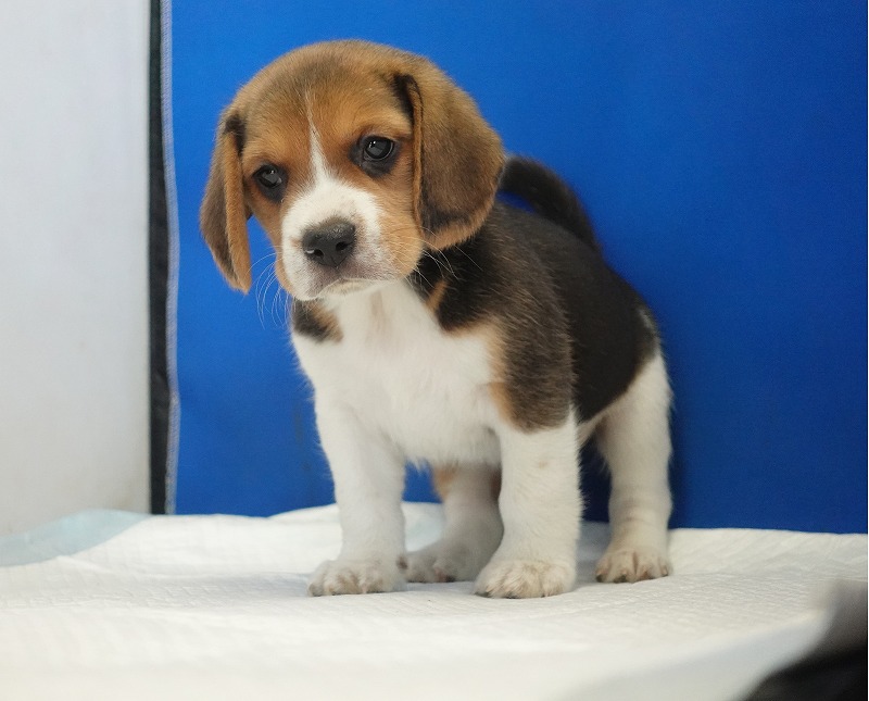 2025年11月01日生まれのビーグルの男の子２