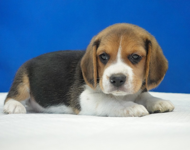 2025年11月01日生まれのビーグルの男の子２