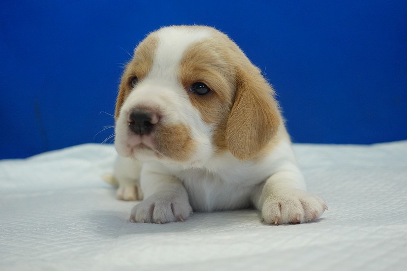 2025年11月21日生まれのレモン＆ホワイトの男の子２