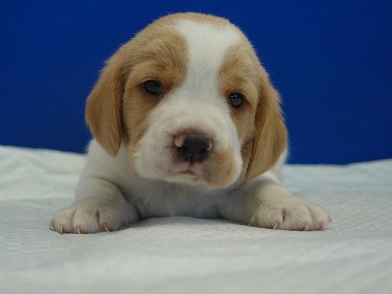 2025年11月21日生まれのレモン＆ホワイトの男の子２