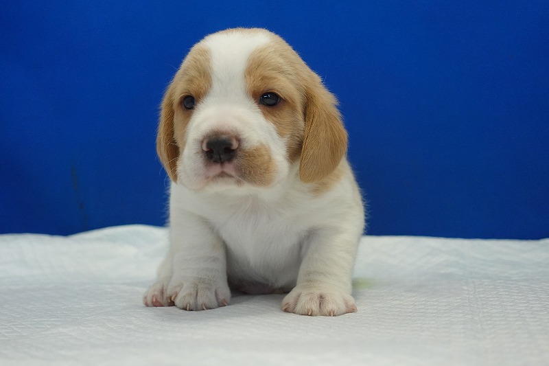 2025年11月21日生まれのレモン＆ホワイトの男の子２