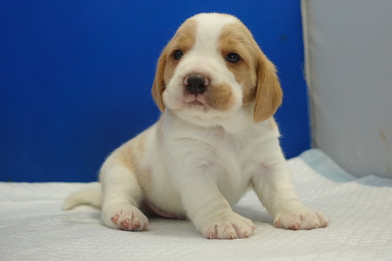 2025年11月21日生まれのレモン＆ホワイトの男の子２