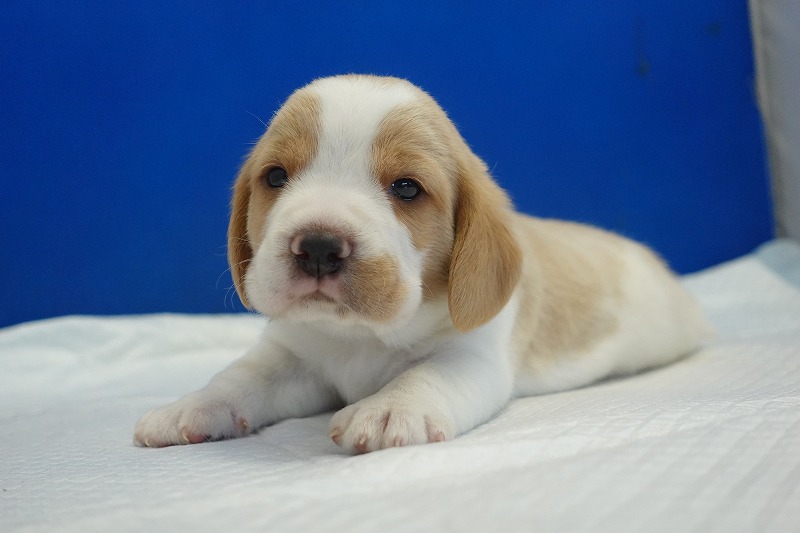 2025年11月21日生まれのレモン＆ホワイトの男の子２