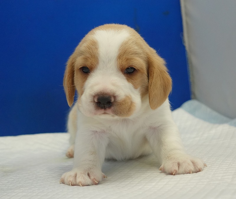 2025年11月21日生まれのレモン＆ホワイトの男の子２