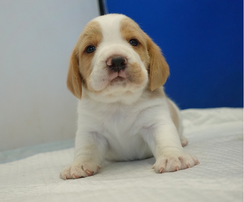 2025年11月21日生まれのレモン＆ホワイトの男の子２