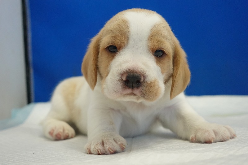 2025年11月21日生まれのレモン＆ホワイトの男の子２