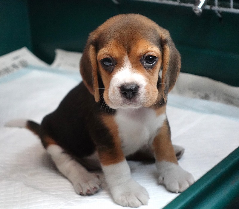 2025年08月05日生まれのビーグルの女の子。