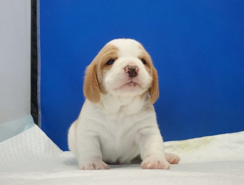 2025年11月21日生まれのレモン＆ホワイトの男の子