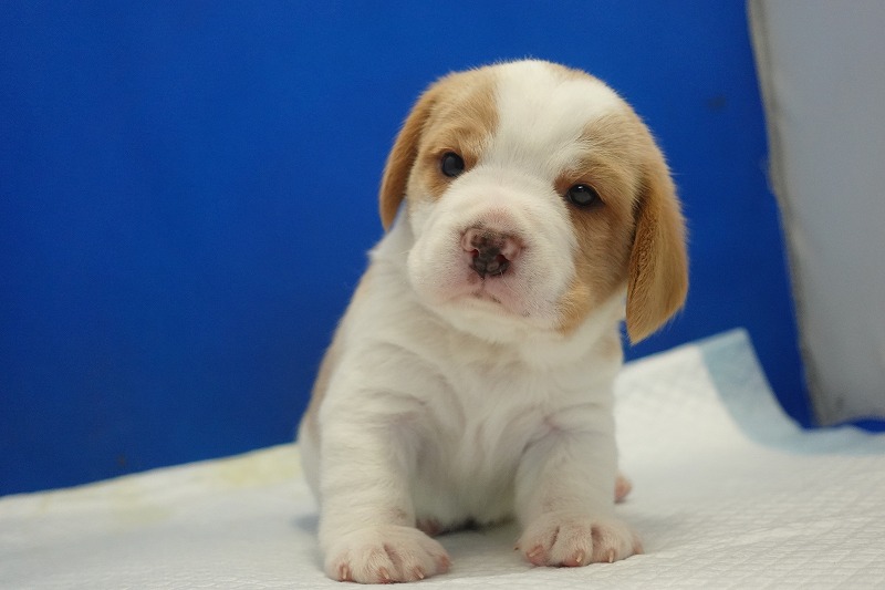 2025年11月21日生まれのレモン＆ホワイトの男の子