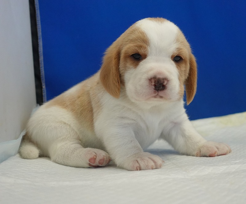 2025年11月21日生まれのレモン＆ホワイトの男の子