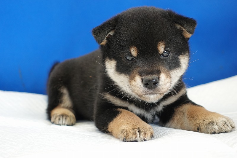 2024年2月4日生まれの黒柴の男の子