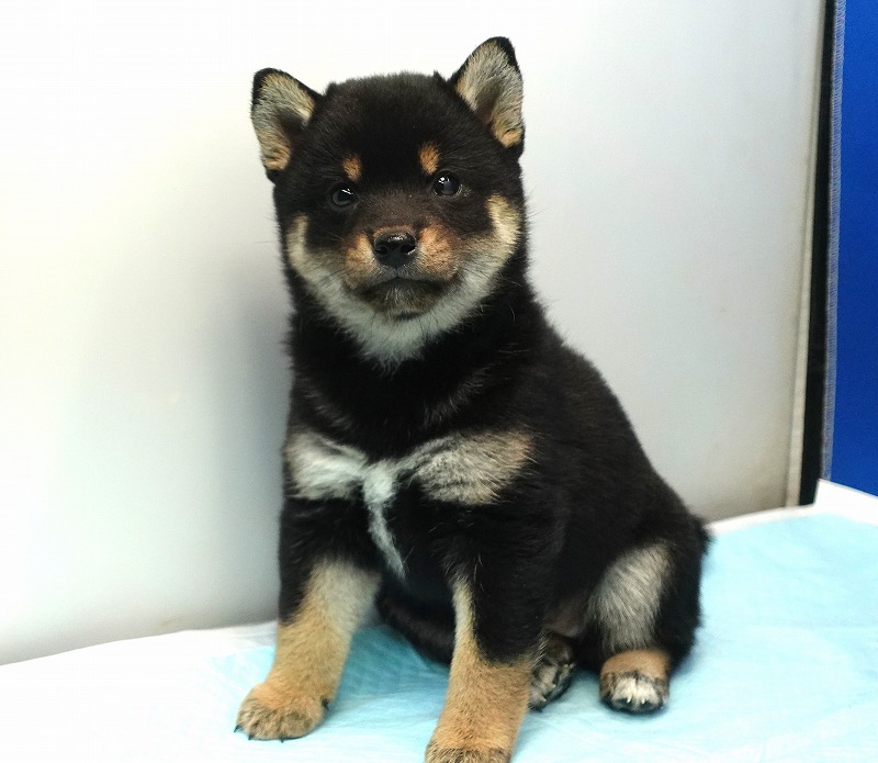 2025年02月04日生まれの柴犬の女の子1