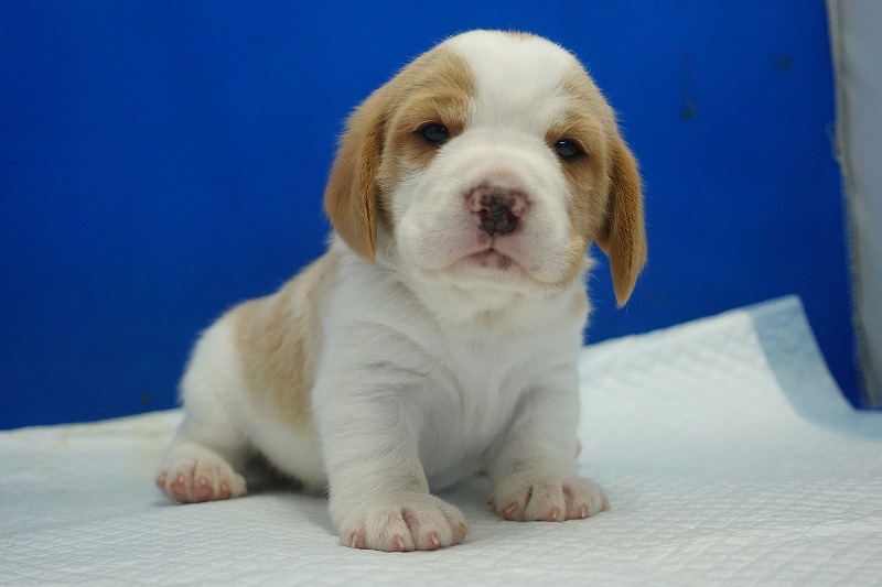 2025年11月21日生まれのレモン＆ホワイトの男の子