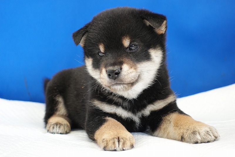 2024年2月4日生まれの黒柴の男の子