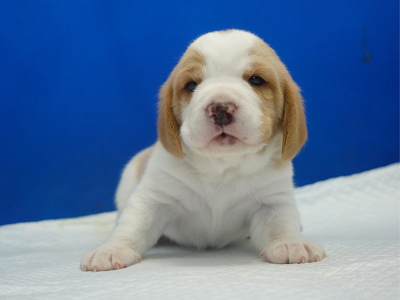 2025年11月21日生まれのレモン＆ホワイトの男の子