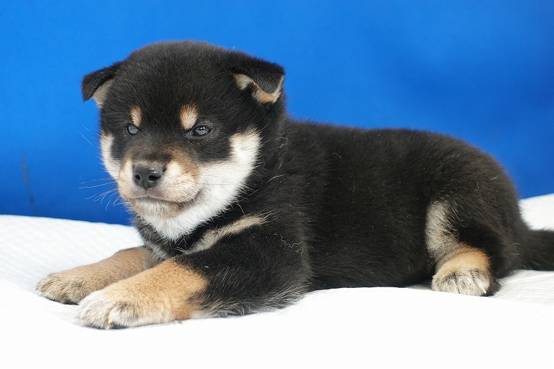 2024年2月4日生まれの黒柴の男の子