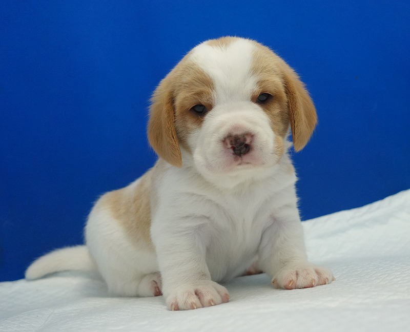 2025年11月21日生まれのレモン＆ホワイトの男の子