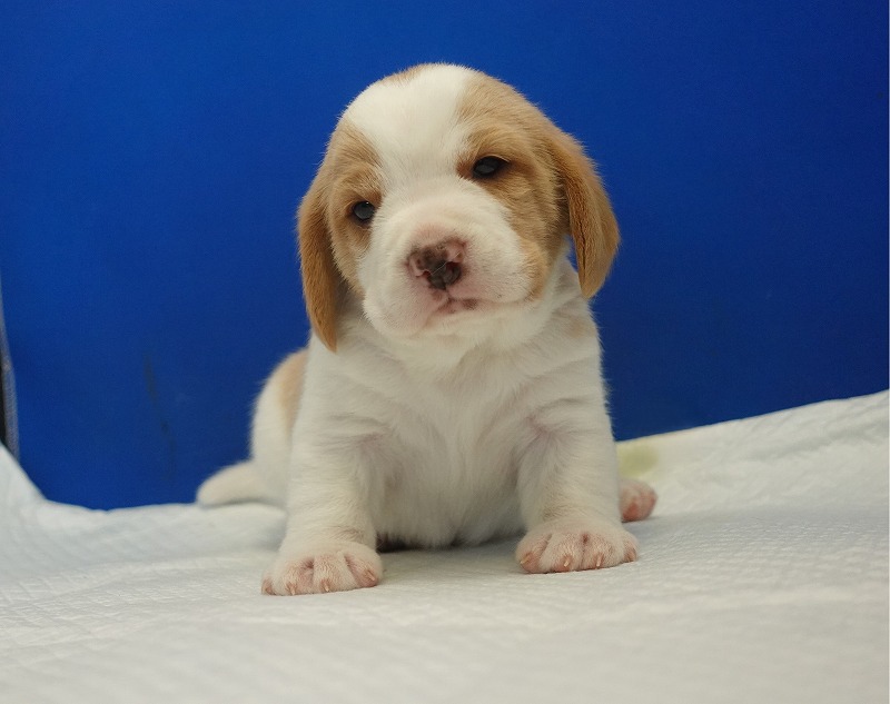 2025年11月21日生まれのレモン＆ホワイトの男の子