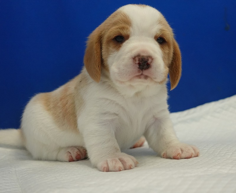 2025年11月21日生まれのレモン＆ホワイトの男の子