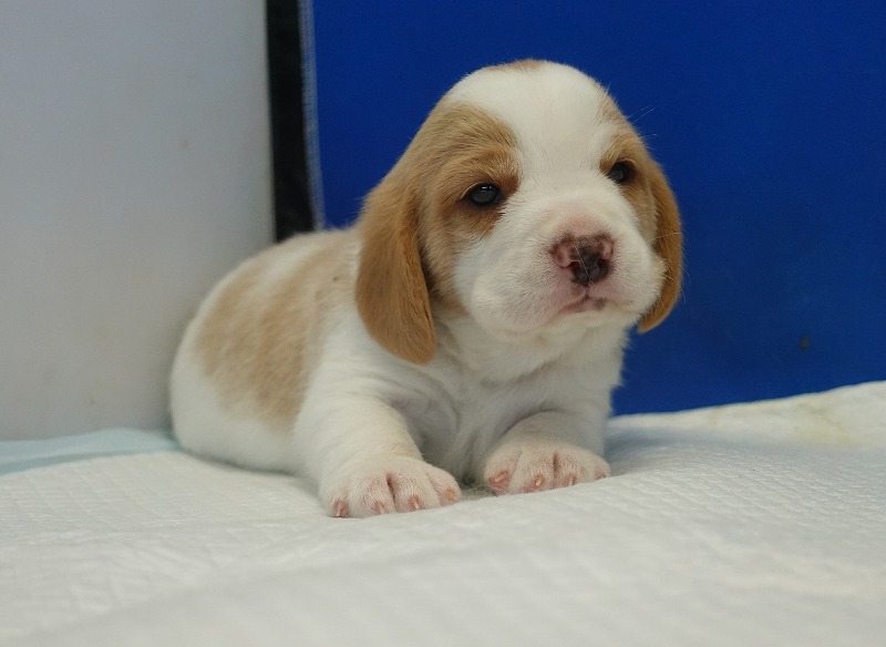 2025年11月21日生まれのレモン＆ホワイトの男の子