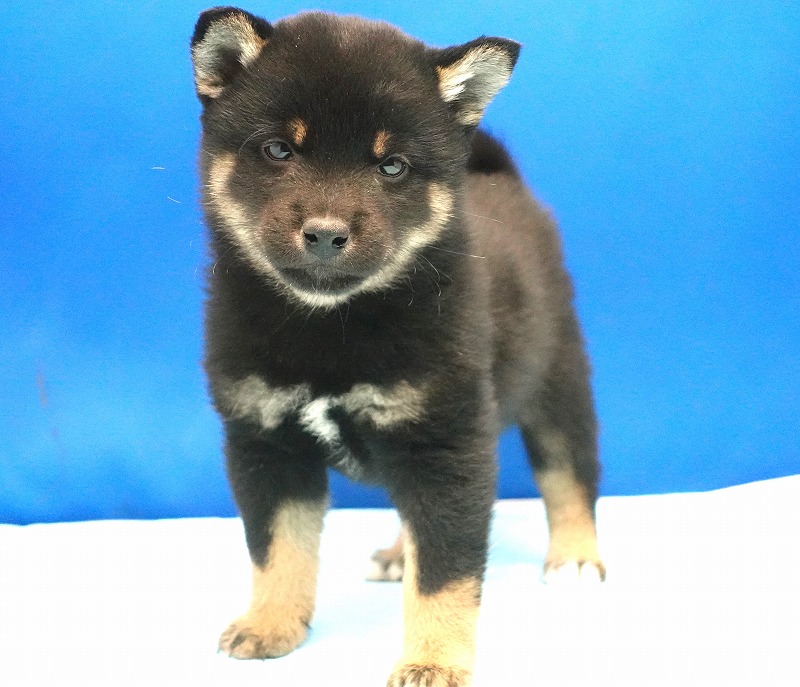 2025年02月04日生まれの柴犬の女の子2