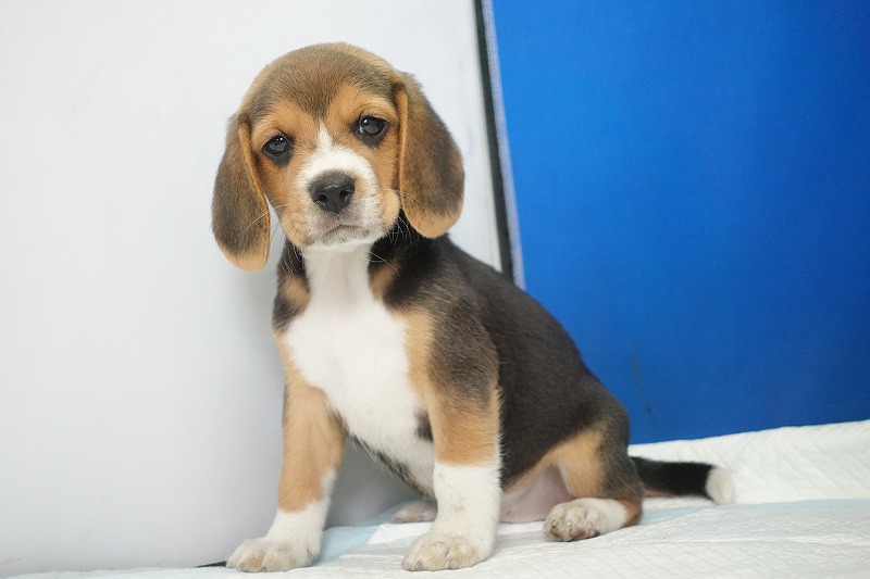 2025年08月05日生まれのビーグルの女の子3。